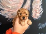 Latte Tadında Maltipoo Bebeklerimiz