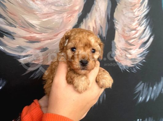 Latte Tadında Maltipoo Bebeklerimiz görsel