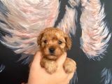 Latte Tadında Maltipoo Bebeklerimiz