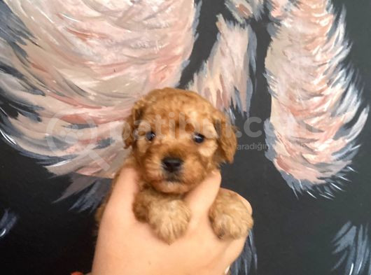 Latte Tadında Maltipoo Bebeklerimiz görsel