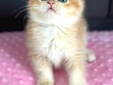 A Kalite Bri̇ti̇sh Shorthai̇r Golden  Yavrular