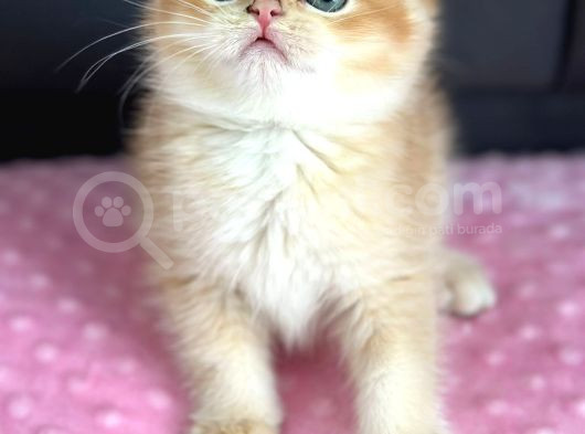 A Kalite Bri̇ti̇sh Shorthai̇r Golden  Yavrular görsel