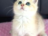 A Kalite Bri̇ti̇sh Shorthai̇r Golden  Yavrular