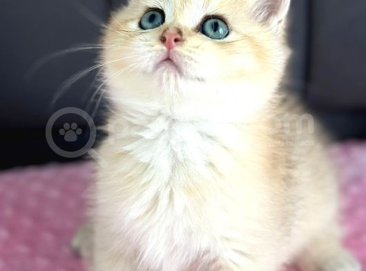 A Kalite Bri̇ti̇sh Shorthai̇r Golden  Yavrular görsel