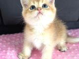 A Kalite Bri̇ti̇sh Shorthai̇r Golden  Yavrular