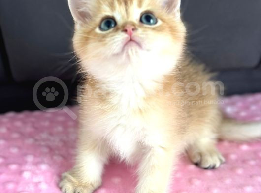 A Kalite Bri̇ti̇sh Shorthai̇r Golden  Yavrular görsel
