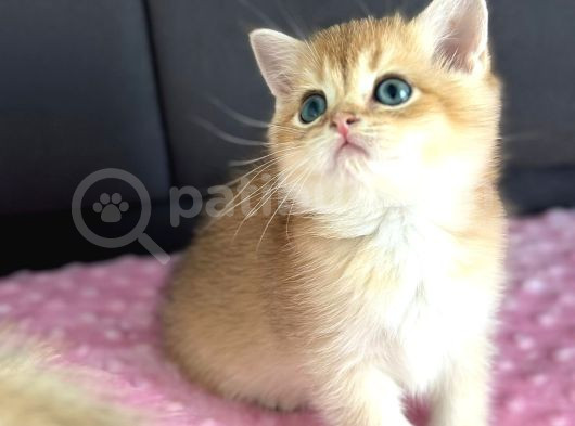 A Kalite Bri̇ti̇sh Shorthai̇r Golden  Yavrular görsel