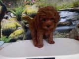 Çok Tatlı Red brown orijinal toy poodle