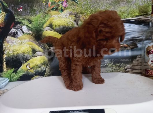 Çok Tatlı Red Brown Orijinal Toy Poodle görsel