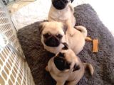 PUG MOPS PUPPİES
