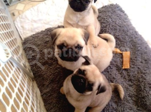 Pug Mops Puppi̇es görsel