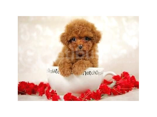 Teacup 2 Kg Garanti̇si̇ Altinda Kirmizi Red Tooy Poodle 