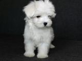 Istanbul Köpek çiftliği Maltese terier yavrular
