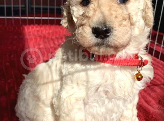 Dev Standart İri̇ Boy Poodle Yavrular Cok Uygun Fi̇yata görsel