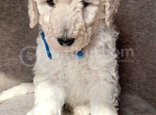 Dev Standart İri̇ Boy Poodle Yavrular Cok Uygun Fi̇yata görsel