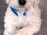 Dev Standart İri̇ Boy Poodle Yavrular Cok Uygun Fi̇yata