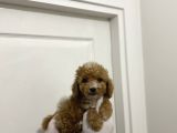 Sevimli Maltipoo Güzel Yüzlü Bebeklerimiz