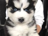 Husky Bebekleri̇mi̇z