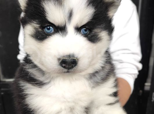 Husky Bebekleri̇mi̇z görsel