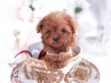 Teacup 2 Kg Garanti̇si̇ Altinda Kirmizi Red Tooy Poodle 