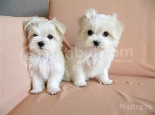Maltesse Terrier Cinsi Mini Boy Puppy Kar Beyaz 