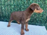 Kızıl Dişi A Class Doberman Yavrularımız