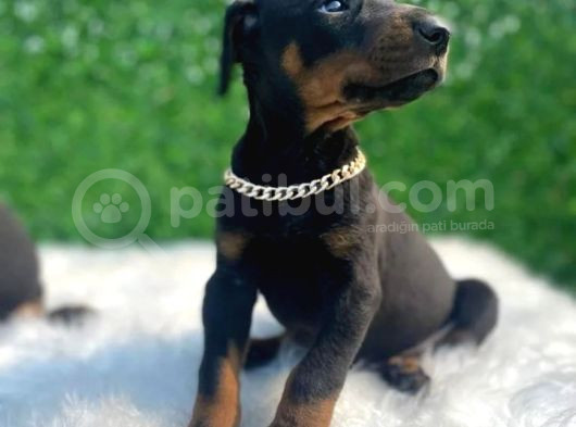 A Class Erkek Ve Dişi Doberman Irkı Yavrular görsel