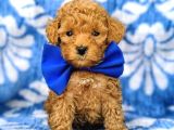 Kıpkırmızı Red tooy poodle sevimli yavrular 