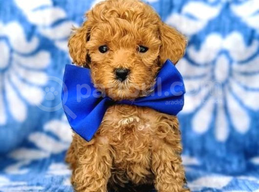 Kıpkırmızı Red Tooy Poodle Sevimli Yavrular 