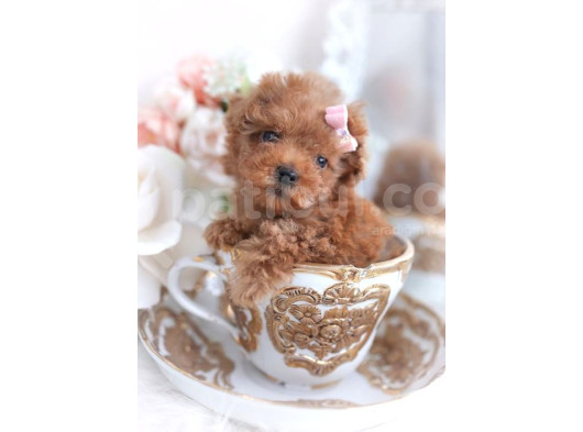 Kıpkırmızı Red Tooy Poodle Sevimli Yavrular  görsel