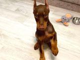 Biblo Gibi Kızıl Doberman Estetikli Yavrular