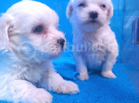 Istanbul Köpek Çiftliği Maltese Terier Yavrular görsel