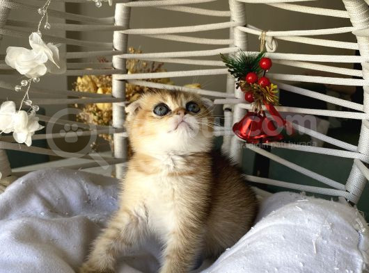 Golden Sağlıklı Oyuncu görsel