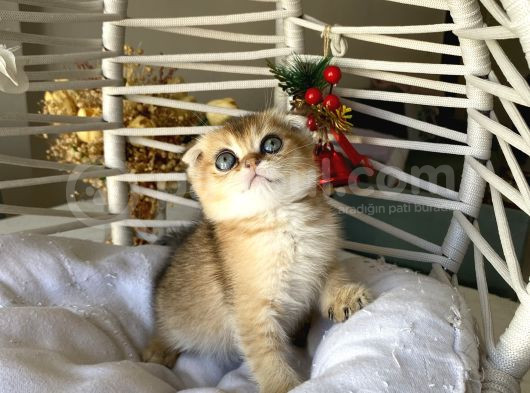 Golden Sağlıklı Oyuncu görsel