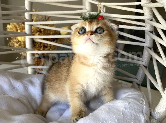 Golden Sağlıklı Oyuncu görsel