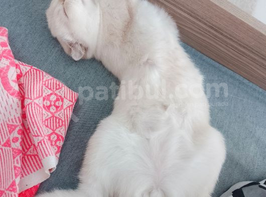 Scottish Fold Dişi görsel