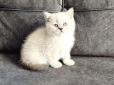 Efsane Bi̇r Kali̇te Çok Nadi̇r Denk Geli̇r