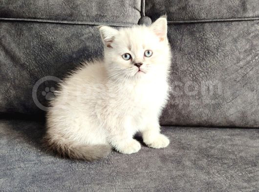 Efsane Bi̇r Kali̇te Çok Nadi̇r Denk Geli̇r görsel