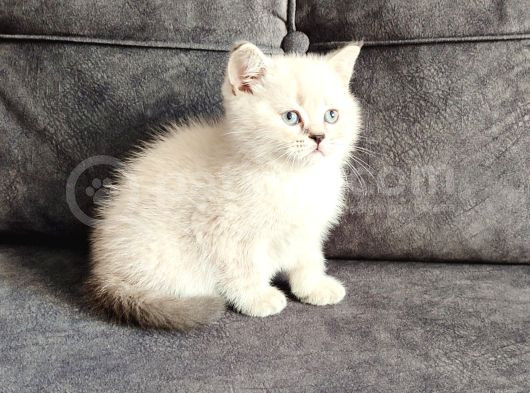 Efsane Bi̇r Kali̇te Çok Nadi̇r Denk Geli̇r görsel
