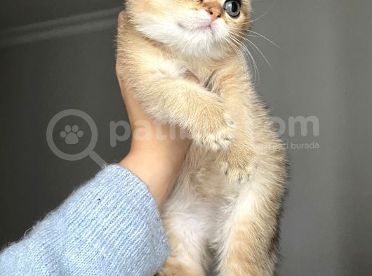 Golden Sağlıklı Oyuncu görsel