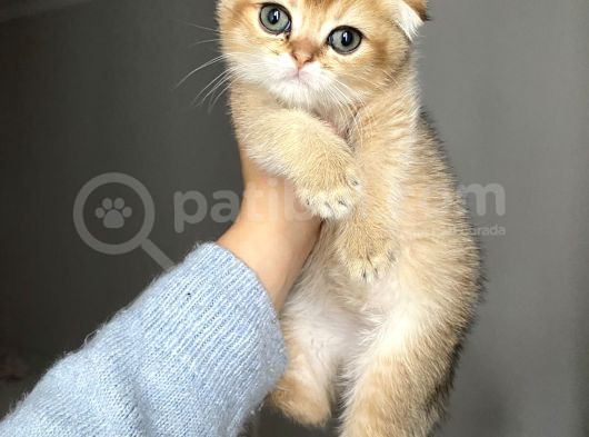 Golden Sağlıklı Oyuncu görsel