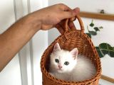 Oyuncu Bebeklerimiz Yeni Yuvalarını Bekliyor