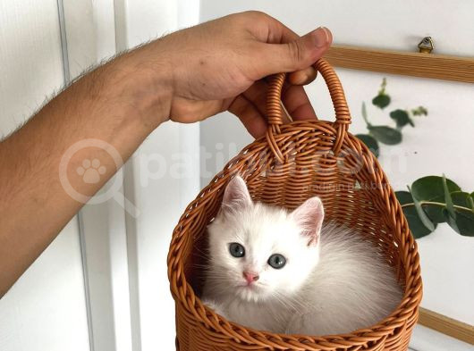 Oyuncu Bebeklerimiz Yeni Yuvalarını Bekliyor görsel