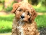 Maltipo cinsi yavrular kahve tonlu mini boy puppy 