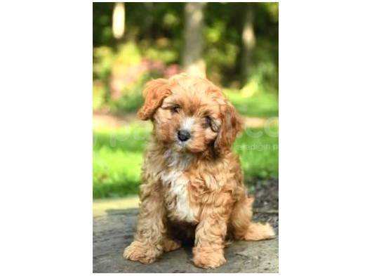 Maltipo Cinsi Yavrular Kahve Tonlu Mini Boy Puppy 