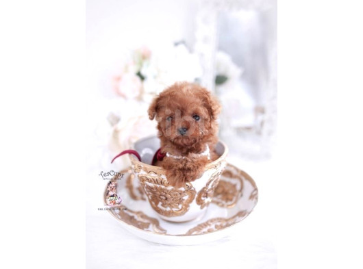 Tooy Poodle Cinsi Kıpkırmızı Red Mini Boy 