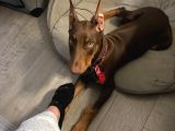 Biblo Gibi Kızıl Doberman Estetikli Yavrular
