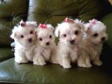 Maltesse Terrier Cinsi Mini Boy Puppy Kar Beyaz 