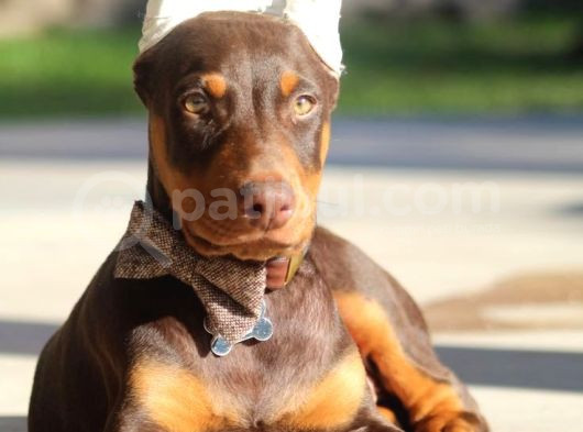 Biblo Gibi Kızıl Doberman Estetikli Yavrular