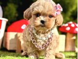 Mini Boy  Maltipoo Yavru 